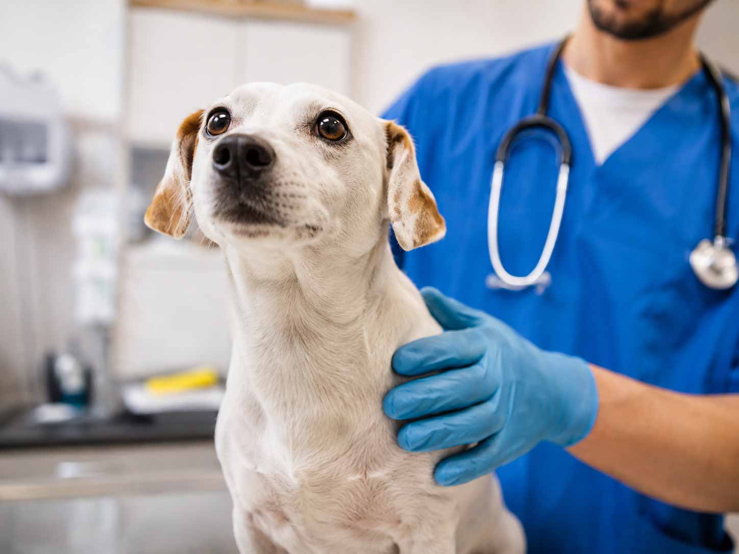 Heller Hund wird in einer Tierarztpraxis von einem Tierarzt untersucht