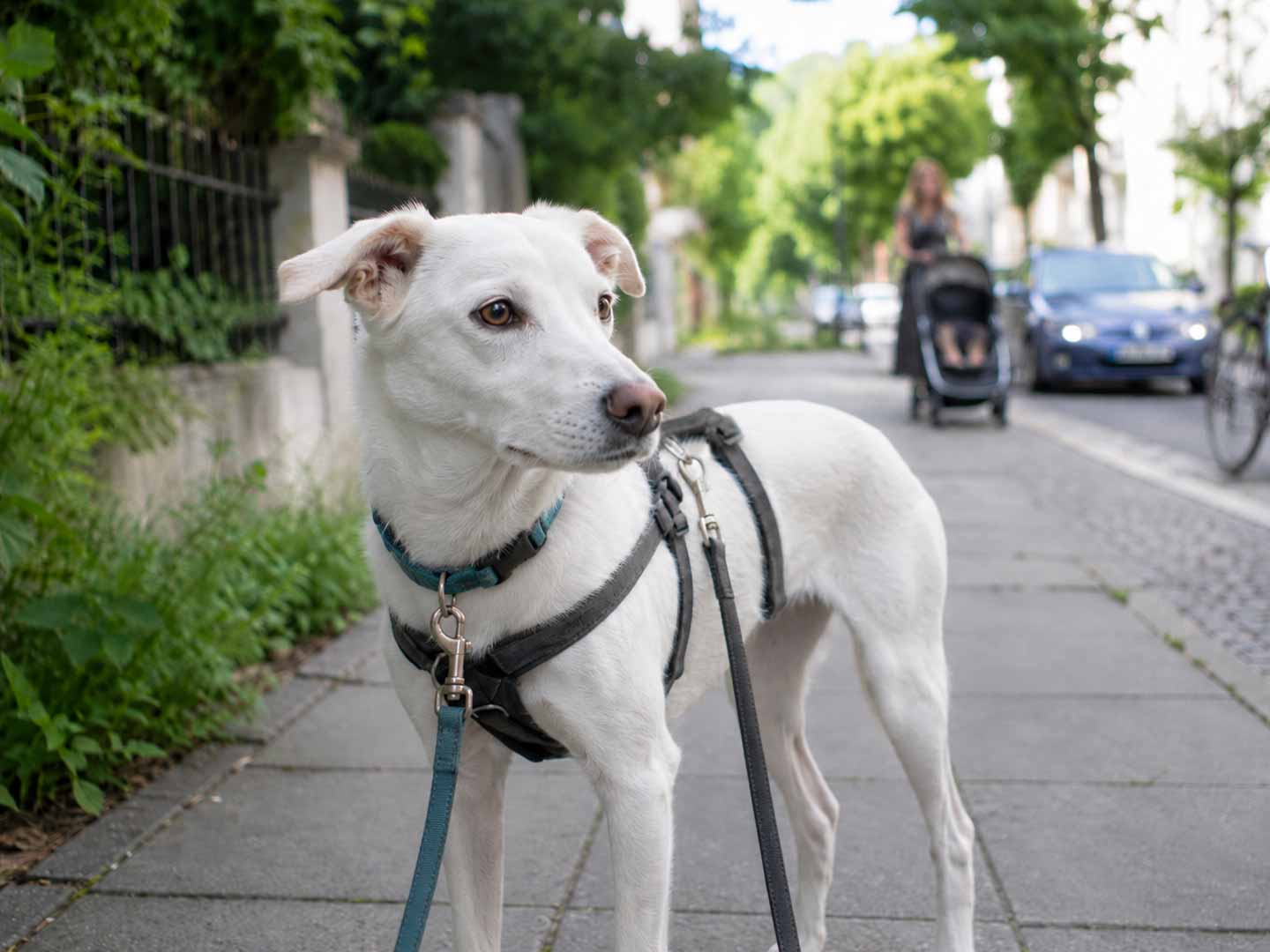 Weißer Tierschutzhund mit Sicherheitsgeschirr auf einem Gehweg in einer Wohnstraße